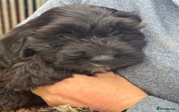 Cockapoo dogs for sale: F1 Puppies for Sale - Image 11