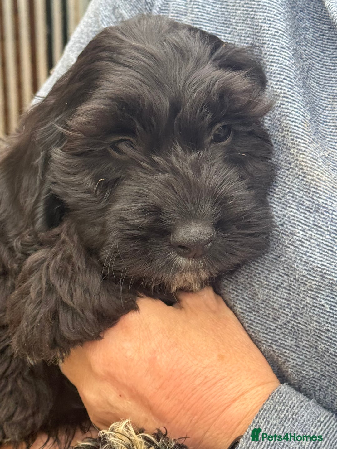 Cockapoo dogs for sale: F1 Puppies for Sale - Image 11