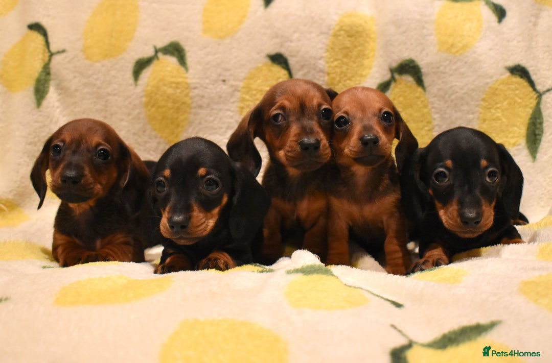Miniature Dachshund dogs for sale: Beautiful Miniature Dachshund Pups - Image 7