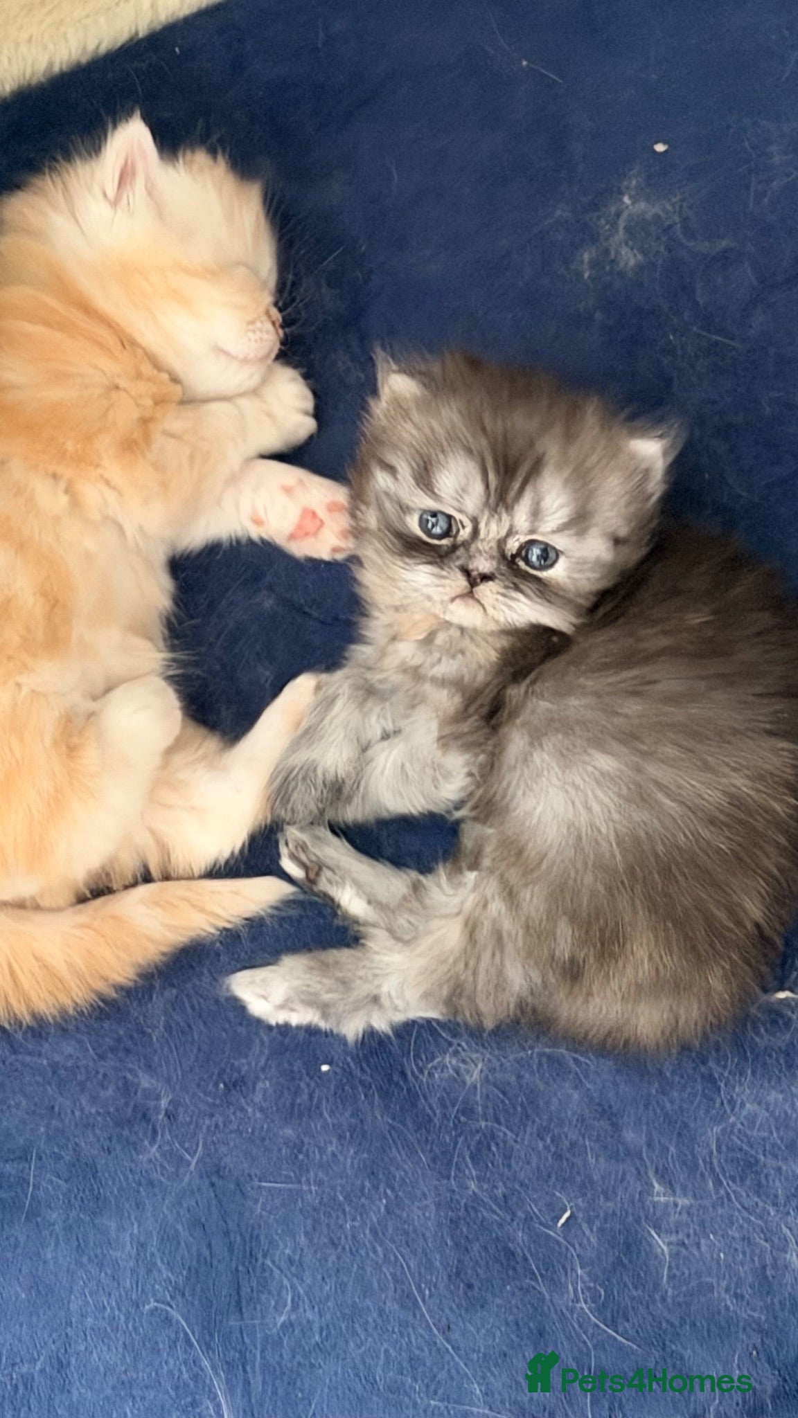 Persian cats Chinchilla exotic Persians kittens - Advert 12