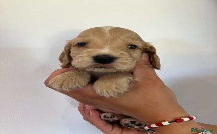 Cocker Spaniel dogs - Advert 15