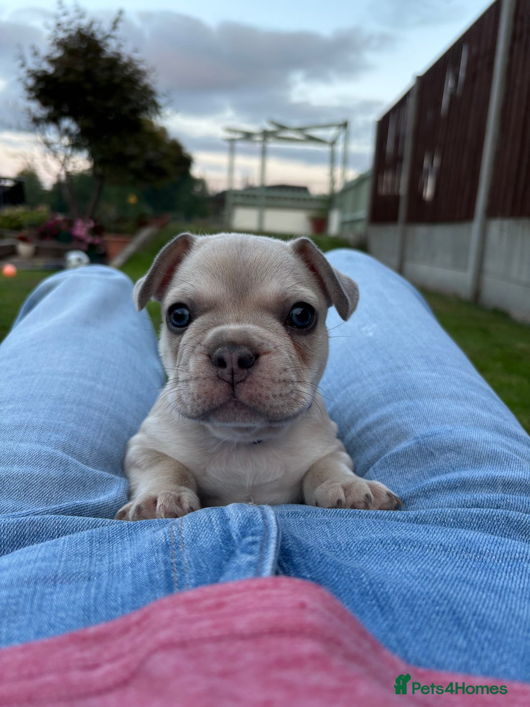 French Bulldog dogs for sale: READY TO GO THIS BANK HOLIDAY WEEKEND £1,300 ONO  - Image 7