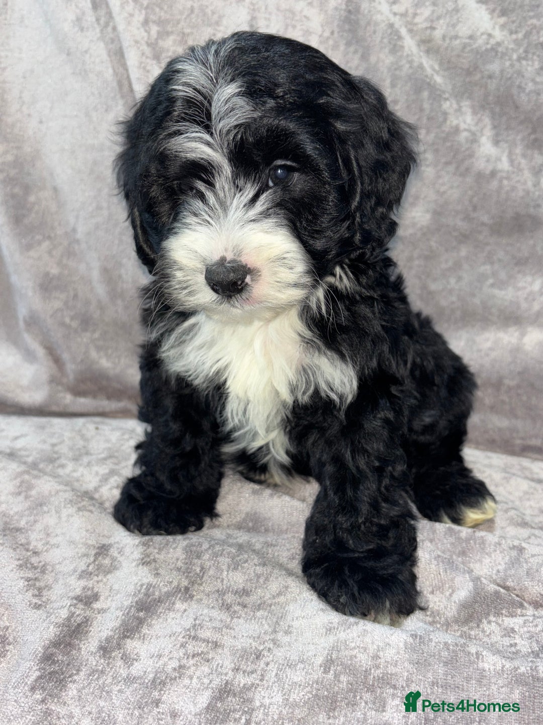 Cockapoo dogs for sale: Gorgeous Cockapoo Puppies  - Advert 14