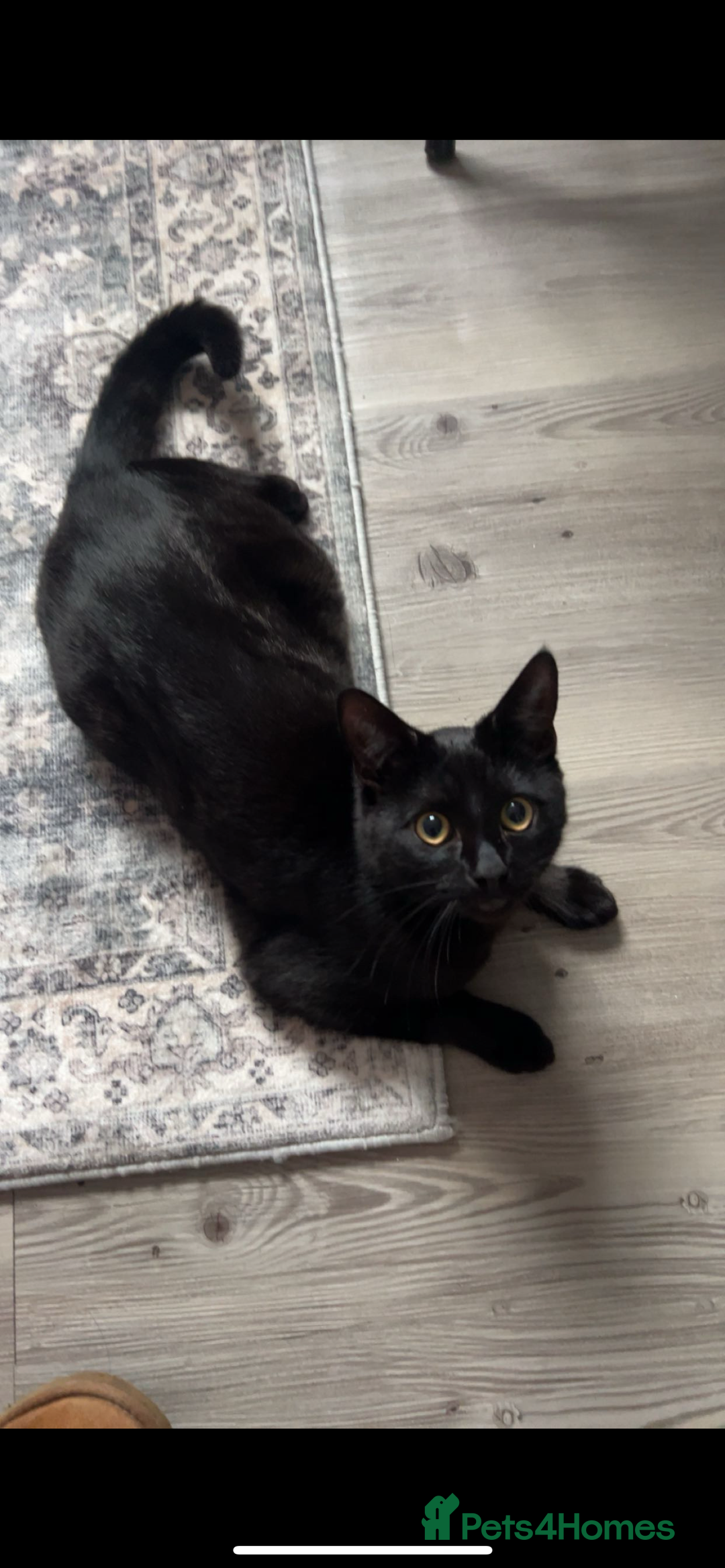 Mixed Breed cats for sale: Two 9 month old kittens - Advert 3