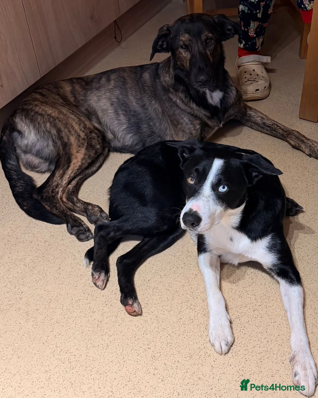 Lurcher dogs for adoption: Seb is a big-hearted whirlwind with a snuggly side - Advert 3