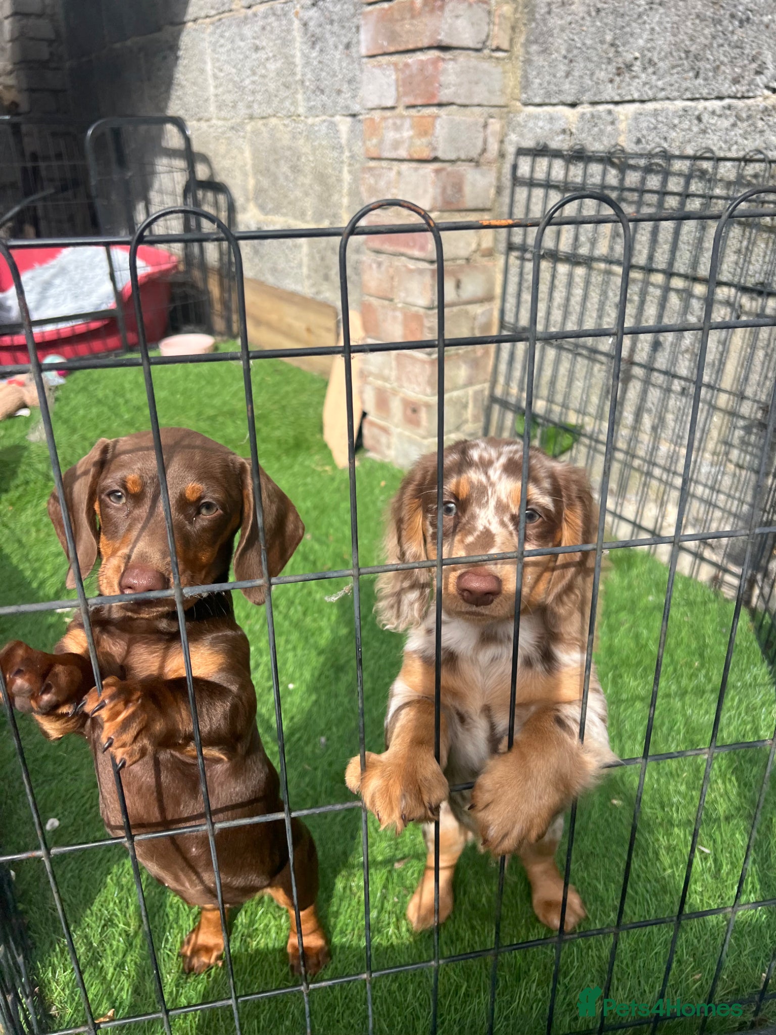Miniature Dachshund dogs for sale: Miniature KC Daschund  - Advert 5