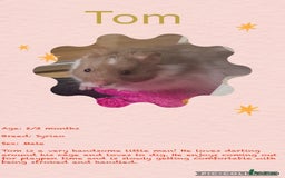 Hamster rodents for sale: Hamsters for adoption  - Image 19
