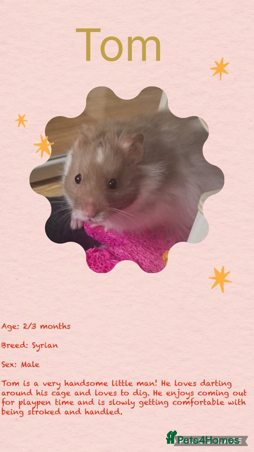 Hamster rodents for sale: Hamsters for adoption  - Image 19