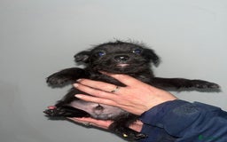 Mixed Breed dogs for sale: Lakeland Patterdale Working lines - Image 11