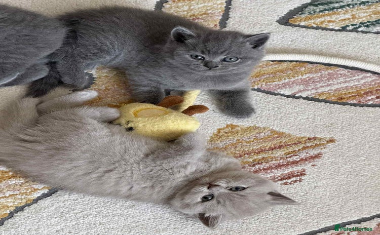 British Shorthair cats - Advert 2