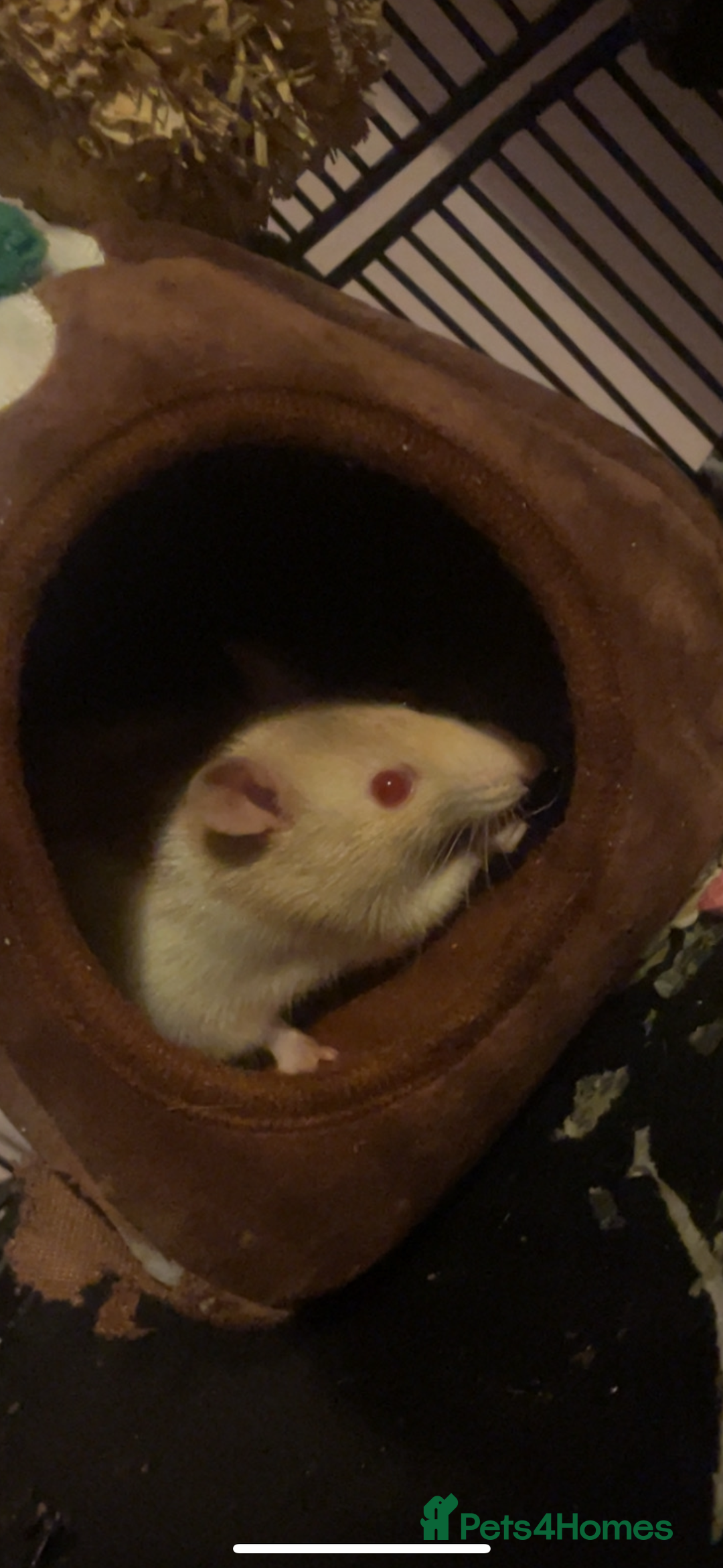 Rat rodents for sale: Two female rats in need rehoming - Advert 2