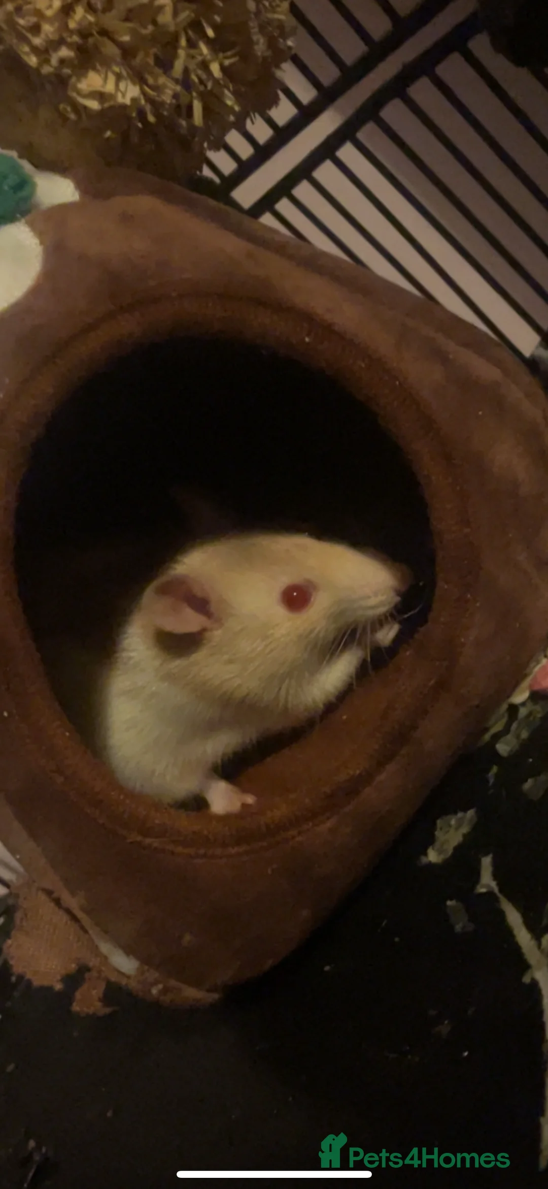 Rat rodents for sale: Two female rats in need rehoming - Advert 2
