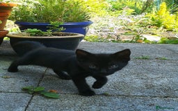 Mixed Breed cats for sale: Kittens - Image 5