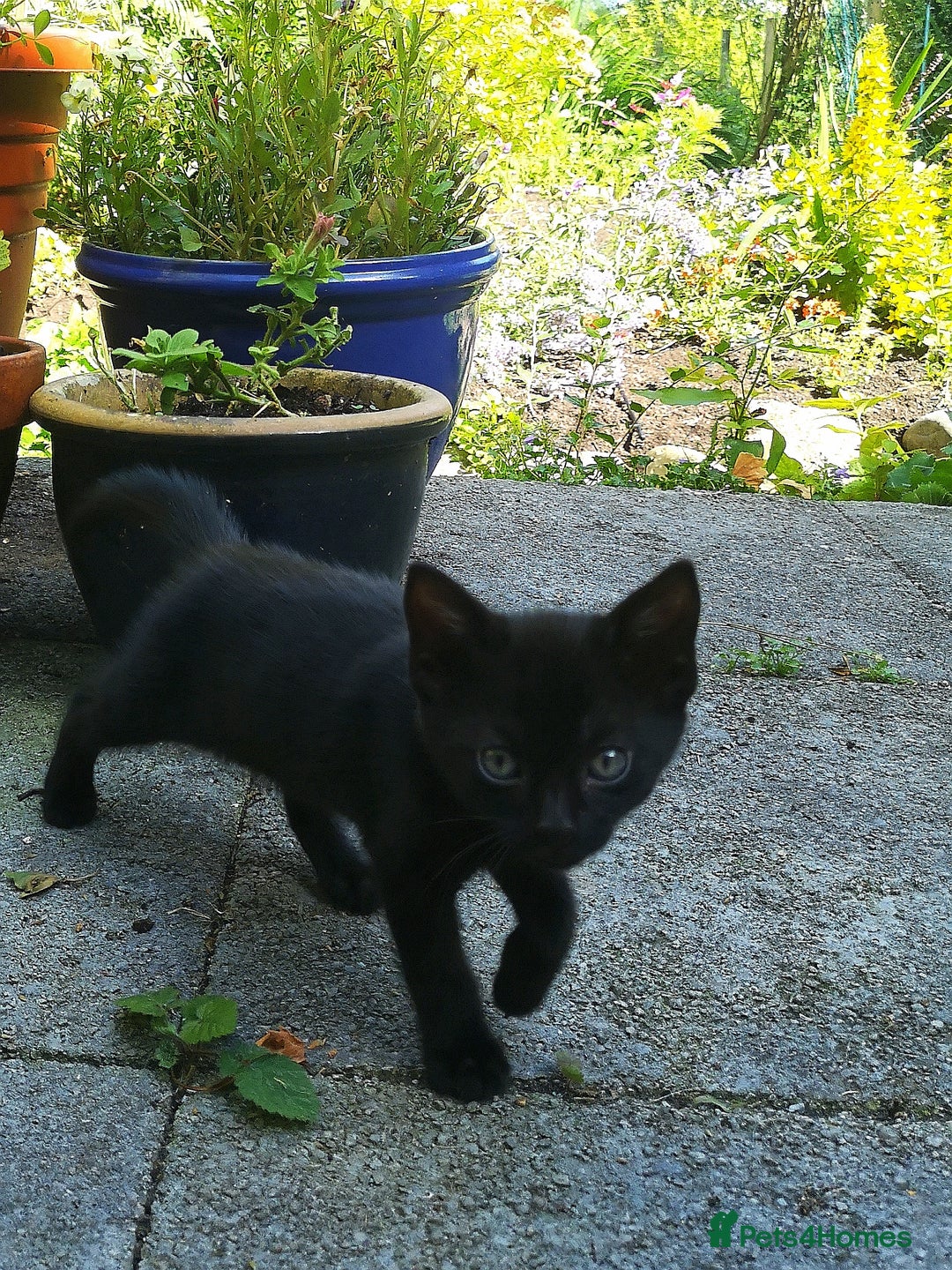 Mixed Breed cats for sale: Kittens - Image 5
