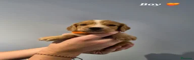 Cocker Spaniel 1