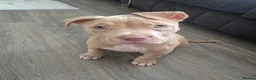 American Bully dogs for sale: American bull terrier  ** tiff in Birmingham - Advert 2