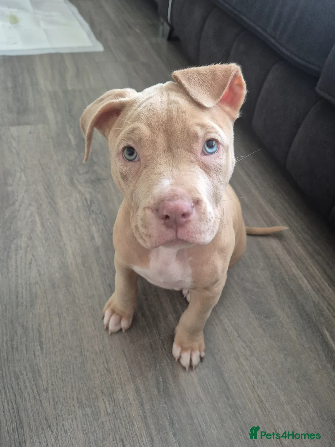 American Bully dogs for sale: American bull terrier  ** tiff in Birmingham - Advert 2