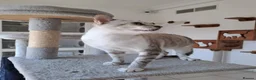 Mixed Breed cats for adoption: Elliott - handsome boy - Advert 9