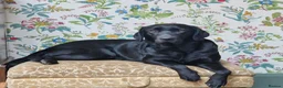 Labrador Retriever dogs for sale: KC Registered Pedigree Black Labrador Puppies in Abergele - Advert 11