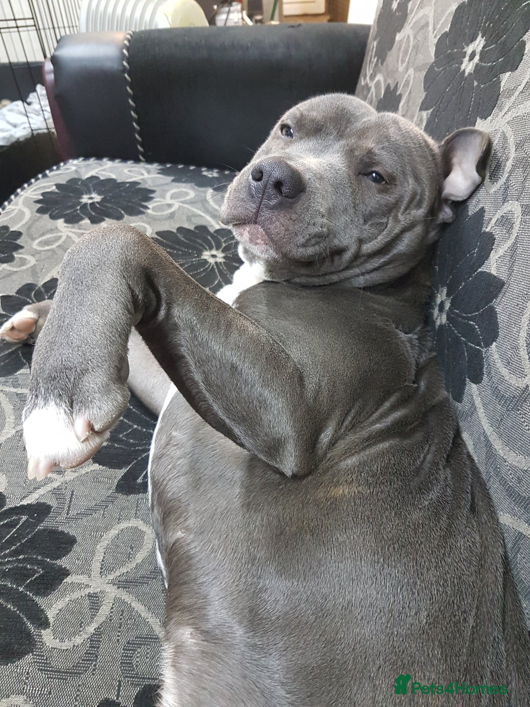 Staffordshire Bull Terrier dogs for sale: Staffordshire bull terrier  - Advert 2