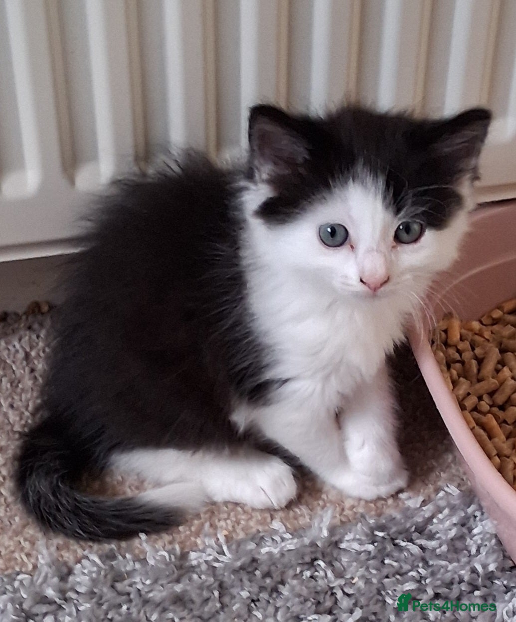 Mixed Breed Kitten 5