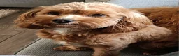 Cavapoo dogs for sale: 🧡 Cavapoo Boy! 🧡 in Kidderminster - Advert 3