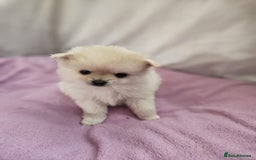 Pomapoo dogs for sale: Fluffy 4 Pomapoo Puppies Ready for Their Homes - Advert 18