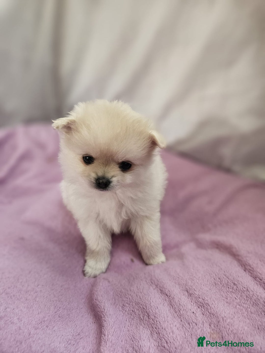 Pomapoo dogs for sale: Fluffy 4 Pomapoo Puppies Ready for Their Homes - Advert 18