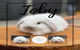 Mini Lop rabbits for sale: Mini lop bunnies looking for forever homes - Image 6