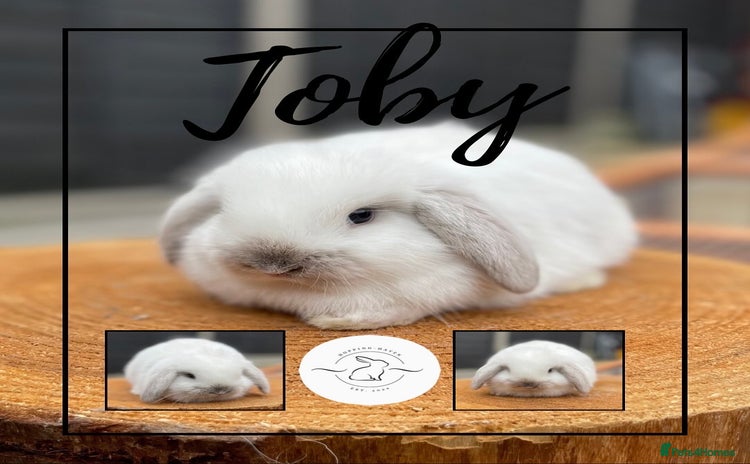 Mini Lop rabbits - Advert 2