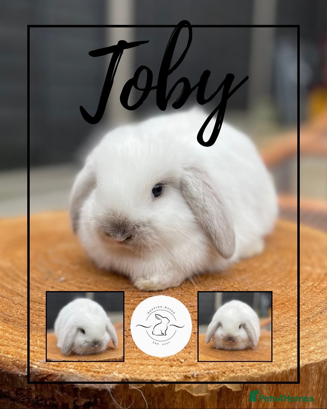 Mini Lop rabbits for sale: Mini lop bunnies looking for forever homes - Image 6