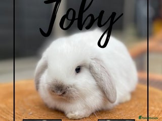 Mini Lop rabbits - Advert 1