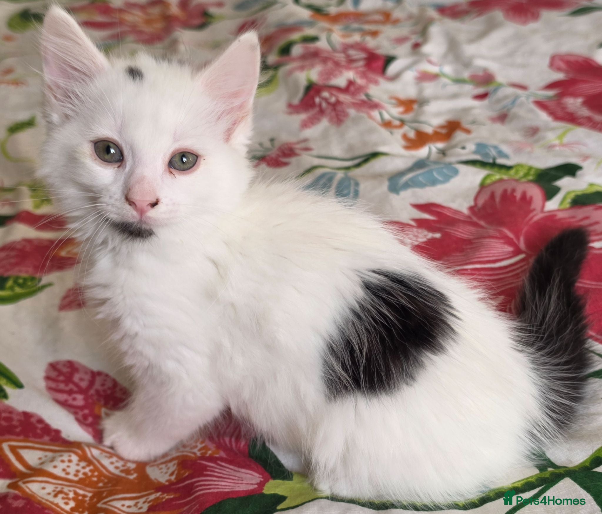 Domestic Shorthair cats Black and white domestic shorthair kittens - Advert 19