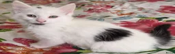 Domestic Shorthair cats for sale: Black and white domestic shorthair kittens - Advert 4