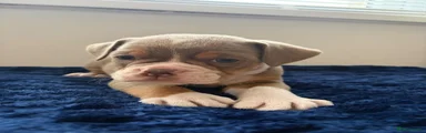 Phil