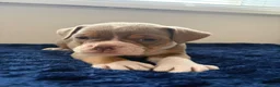 Olde English Bulldogge dogs for sale: Olde English bulldog puppies  - Advert 13
