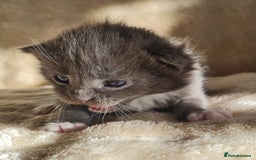 Maine Coon cats for sale: MAINE COONE KITTENS POLYDACTYL&NON POLYDACTYL   - Advert 28