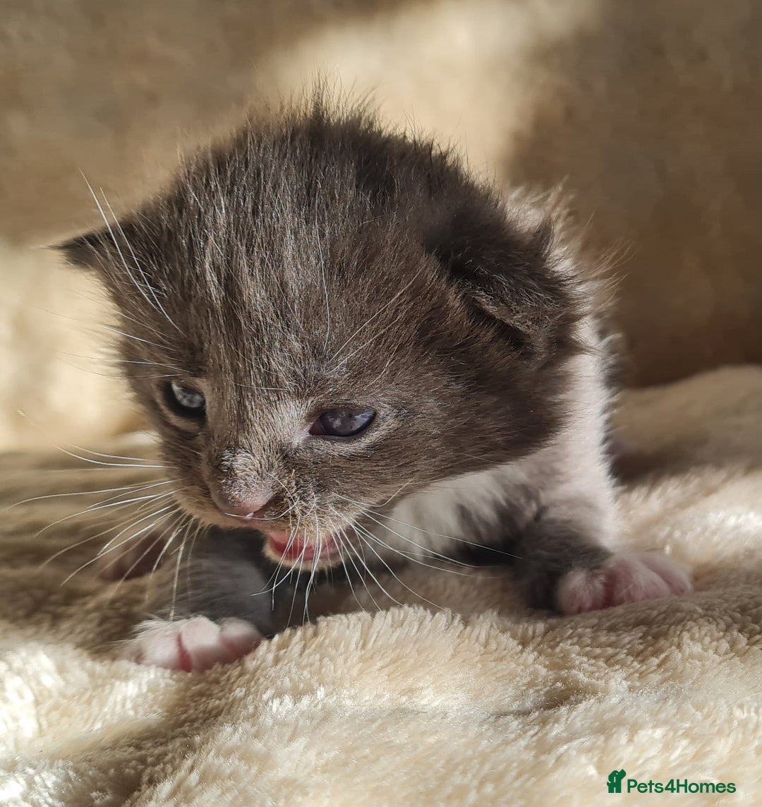 Maine Coon cats for sale: MAINE COONE KITTENS POLYDACTYL&NON POLYDACTYL   - Advert 28