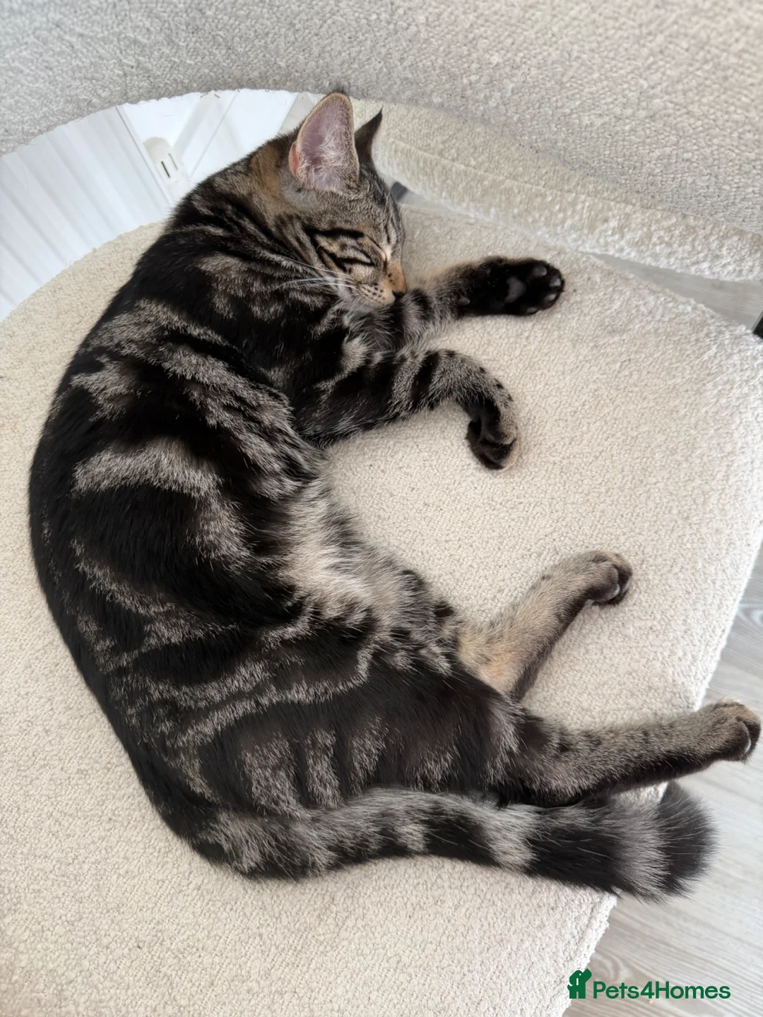 Mixed Breed cats for sale: 2 tabby male kittens  - Advert 2