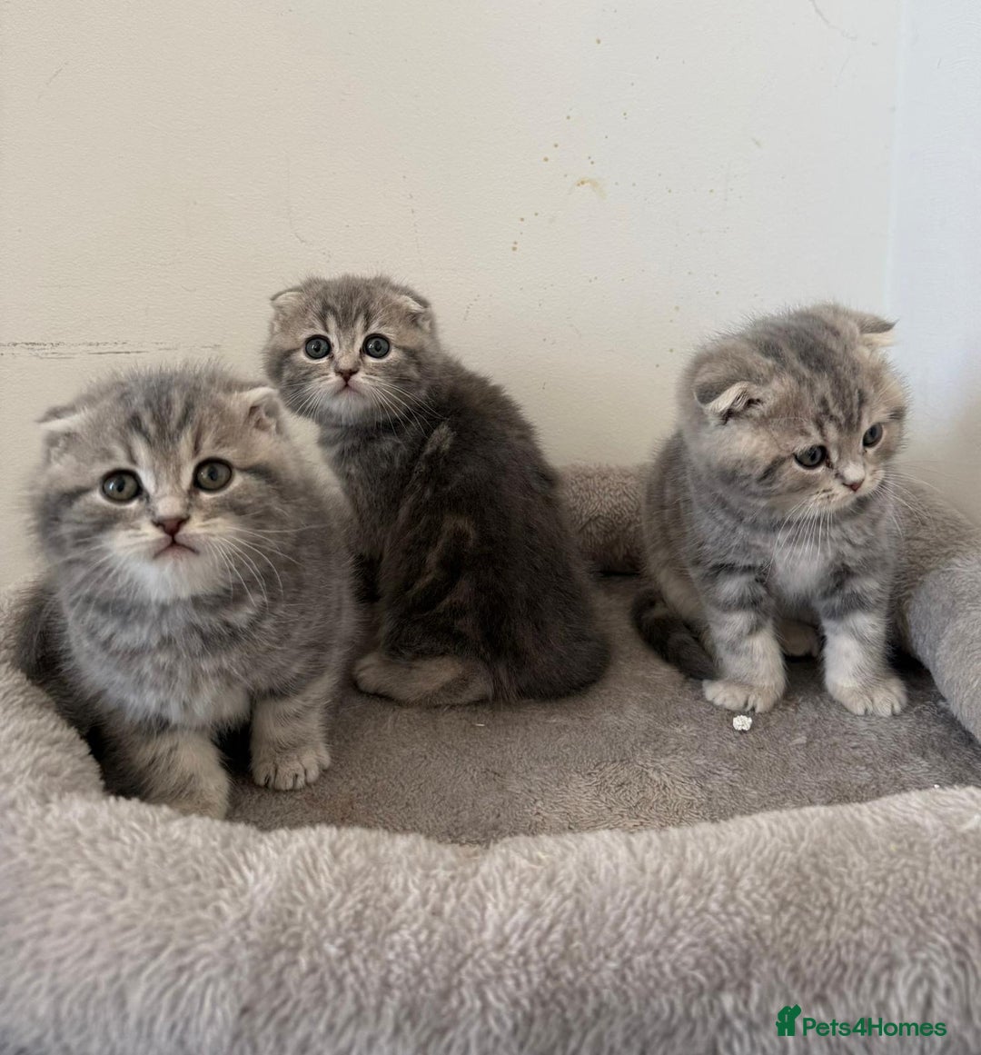 Mixed Breed cats for sale: British long hair  - Advert 19