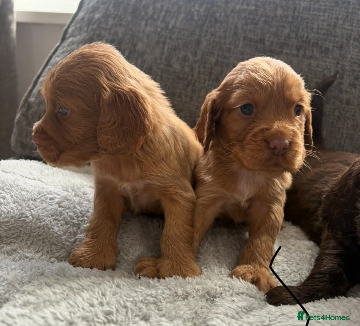 Cocker Spaniel dogs Gorgeous well bred cocker spaniels  - Advert 3