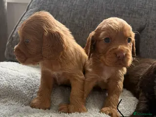 Cocker Spaniel dogs Gorgeous well bred cocker spaniels - Advert 6