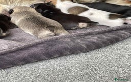Chihuahua dogs for sale: Pure bred chihuahua  - Image 3