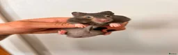 Hamster rodents for sale: Baby syrian hamsters  - Advert 9