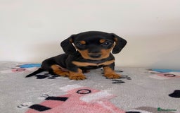 Miniature Dachshund dogs for sale: Miniature Dachshund Puppies  - Image 4