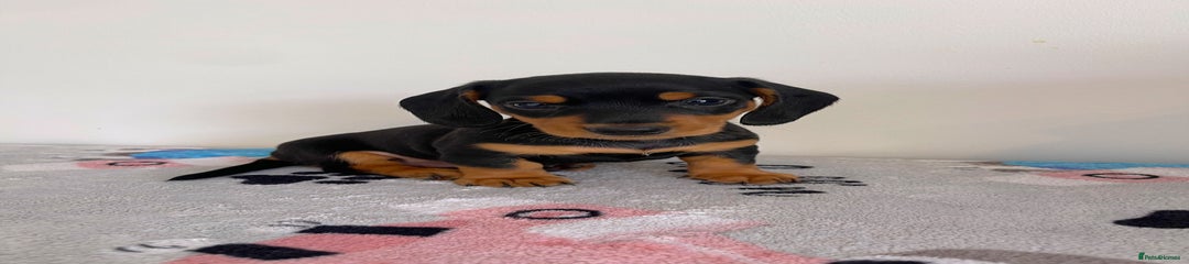 Miniature Dachshund Puppy 2