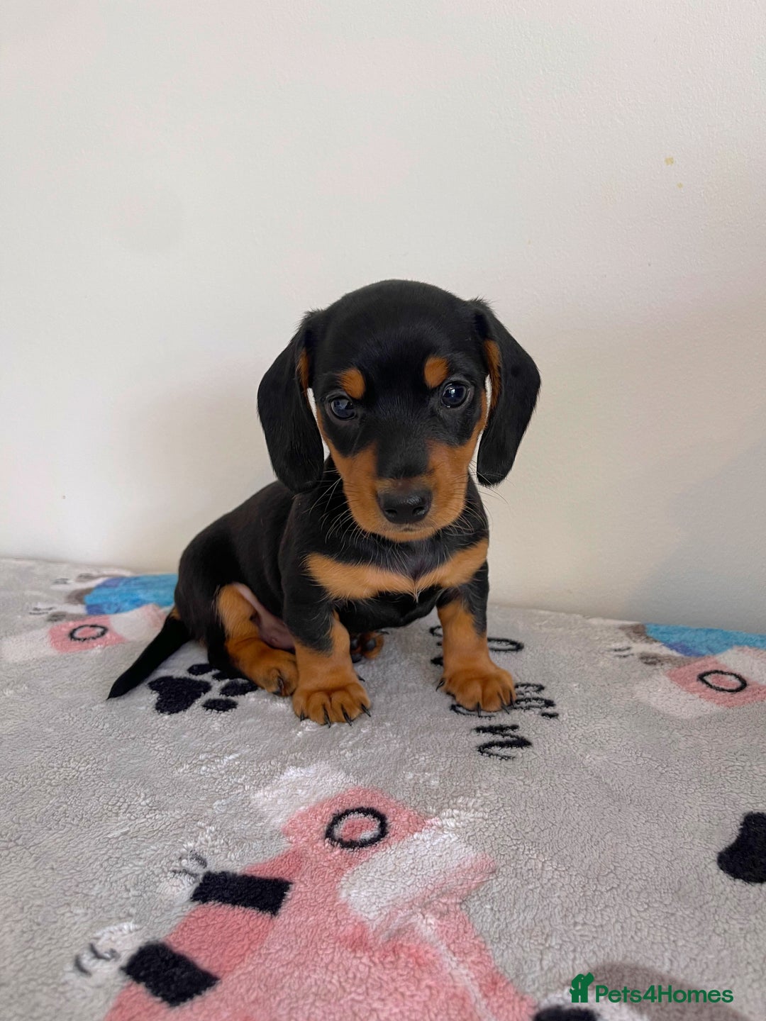 Miniature Dachshund dogs for sale: Miniature Dachshund Puppies  - Image 4
