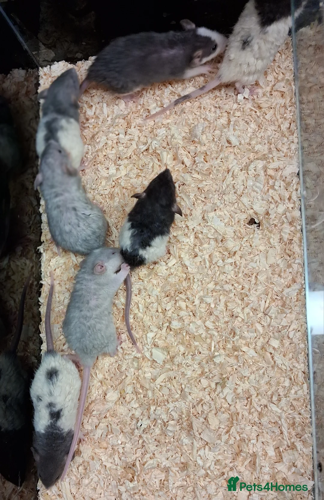 Rat rodents for sale: Baby Dumbo rats, natural, Rex , Nakeds - Advert 27