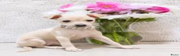Italian Greyhound dogs for stud: RALPH AT STUD - Advert 6
