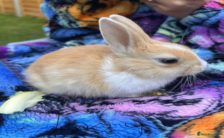 Netherland Dwarf rabbits - Advert 11